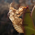 <em>Cicada mordoganensis</em>, GR-Ikaria: Gialiskari, 14.7.2011 foto: T.Trilar