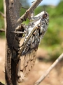 <em>Cicada mordoganensis</em>, GR-Ikaria: Pezi 15.7.2011
