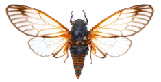 <em>Cicadetta concinna arachnocepta</em> Gogala, Trilar, Krpač 2014 - male (holotype)