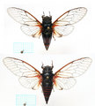 <em>C. hannekeae</em>, male above, female below