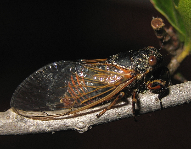 Cicadivetta goumenissa :: European Cicadas