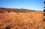 Typical habitat of <em>T. tomentosa</em> in Portugal - photo J. Sueur