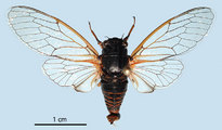 <em>C. cantilatrix</em>, holotype, Val d'Oise, France