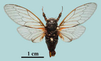 <em>C_cerdanienis</em>, Pyrenees, photo S. Puissant