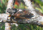 <em>C. montana</em> - female. In Valais (CH), photo T. Hertach