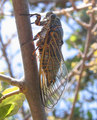 <em>T. c. corsica</em> - male. Sardegna (I), photo T. Hertach.