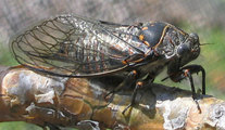 <em>T. quadrisignata</em> - male. Valais (CH), photo T. Hertach.