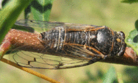 <em>C. atra</em> - male. Toscana, Italia, photo T. Hertach