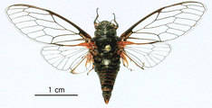 <em>Cicadetta olympica</em>, holotypus from Mt. Olymbos, Greece