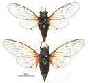 <em>Cicadetta kissavi</em> male (above) and female - Mt. Kissavos, Greece