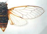 <em>Cicadetta iphigenia</em> Emelyanov 1996 - paratype<br />photo V. Gnezdilov