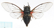<em>Tettigetta carayoni</em> from Crete in the collection