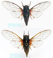 <em>Cicadetta dirfica</em> Gogala et al. 2011 - specimens from collection