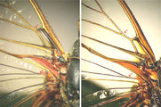 Differences in the venation of tegmina between both endemic species from Evia: <em>Cicadetta dirfica</em> and <em>Euboeana castaneivaga</em> (right)