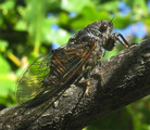 <em>C. anapaistica</em>, holotyp: Vall Madonna degli Angeli. Photo T. Hertach