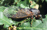 <em>C. anapaistica</em>, female: P.Stefano_Madonie. Photo T. Hertach