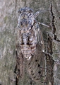 <em>Cicada mordoganensis</em>, TR-Aydim, Kuşadasi 26.6.2011 foto: T. Trilar