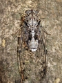 <em>Cicada mordoganensis</em>, TR-Aydim, Kuşadasi 26.6.2011 foto: T. Trilar