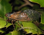 <em>Cicadivetta goumenissa</em> sp. nova, male, on <em>Quercus coccifera</em>, where it is usually sitting and singing.  (Photo T. Trilar)