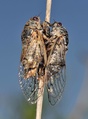 <em>Cicadatra atra</em>, copula - France. Photo S. Puissant