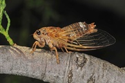 <em>Cicadatra atra</em>, yellow form "sufflava", male singing - France. Photo S. Puissant