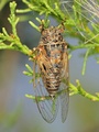 <em>Tettigettalna argentata</em>, brightly coloured specimen - France. Photo S. Puissant