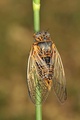 <em>Tibicina tomentosa</em>, male singing - France. Photo S. Puissant