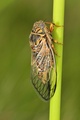 <em>Tibicina tomentosa</em> - France. Photo S. Puissant