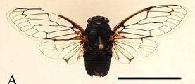 <em>Cicadatra icari</em> Simoes, Sanborn & Quartau - paratype