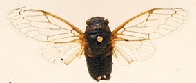 <em>Cicadatra karpathosensis</em> Simoes, Sanborn & Quartau - paratype