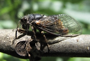 <em>Cicadetta cerdaniensis</em>, Pyrenees - photo T. Hertach