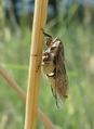 <em>Cicadetta mediterranea</em>, male, Castiglione a Casauria, Italy - photo T. Hertach