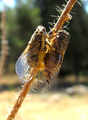 <em>C. mediterranea</em>, pair in copula, Gravina, Italy - photo T. Hertach