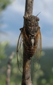 <em>Cicadivetta tibialis</em>, Posara, Italy - photo T. Hertach