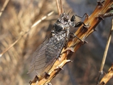 <em>Tettigettalna argentata</em>, Aspromonte, Italy - photo T. Hertach