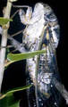 L. plebejus, resting at night - Macedonia, photo M. Gogala