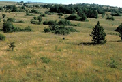 Suva planina in Macedonia - habitat of <em>C. c. arachnocepta</em> foto T. Trilar