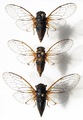 <em>C. a. lucana</em> incl bright morph - photo T. Hertach.