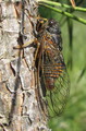 <em>C. anapaistica lucana</em> male, Pollino 17.07.2013 - photo T. Hertach