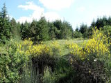 Habitat of <em>C. a. lucana</em>: Serra Alberigo Pollino 17.07.2013 - photo T. Hertach