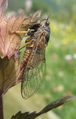 Male of <em>C. sibillae</em>, photo T. Hertach