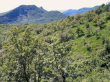 Habitat of <em>C. sibillae</em> Monte San Giorgio, Switzerland - photo T. Hertach