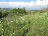 Habitat of <em>C. sibillae</em> Rocca di Cambio, Italy - photo T. Hertach