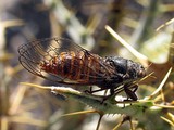 <em>Pagiphora annulata</em>, male from Skaloula, Greece (photo T. Trilar)