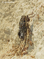 <em>Cicada barbara lusitanica</em>, photo Luis Gordinho, with permission