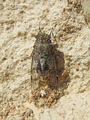 <em>Cicada barbara lusitanica</em>, photo Luis Gordinho, with permission