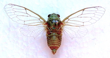 <em>Cicadatra alhageos</em> make, photo Maedeh Mehdipour <em>Cicadatra alhageos</em> make, photo Maedeh Mehdipour