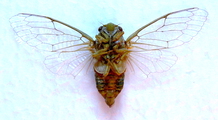 <em>Cicadatra glycyrrhizae</em> male, under side,<br>photo: Maedeh Mehdipour <em>Cicadatra glycyrrhizae</em> male, under side,<br>photo: Maedeh Mehdipour