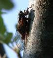 <em>C.cantilatrix</em> . Poland, photo T. Trilar