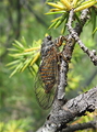 <em>Cicadetta b. hippolaidica</em> female from Pescasseroli, Italy - photo T.Hertach